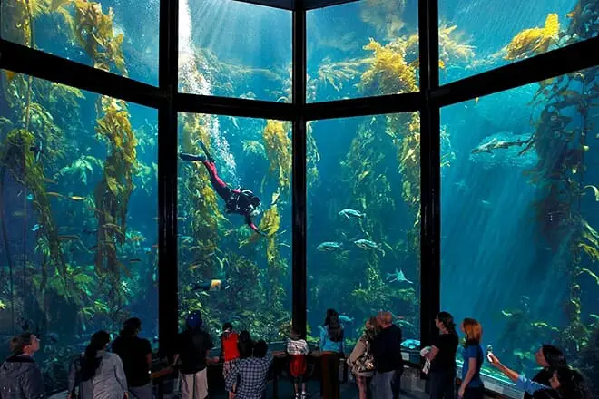 11 cosas divertidas para hacer en Monterey con niños: ¡actividades para toda la familia!