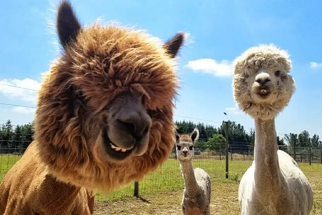 11 cosas divertidas para hacer en Temecula con niños: ¡actividades para toda la familia!