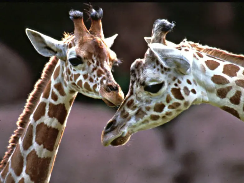 11 cosas gratis para hacer en St Louis, Missouri