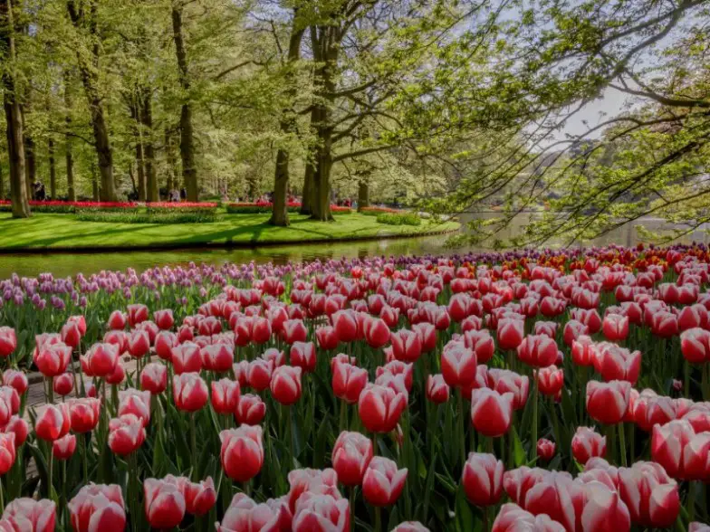 11 mejores lugares para ver flores de colores en todo el mundo