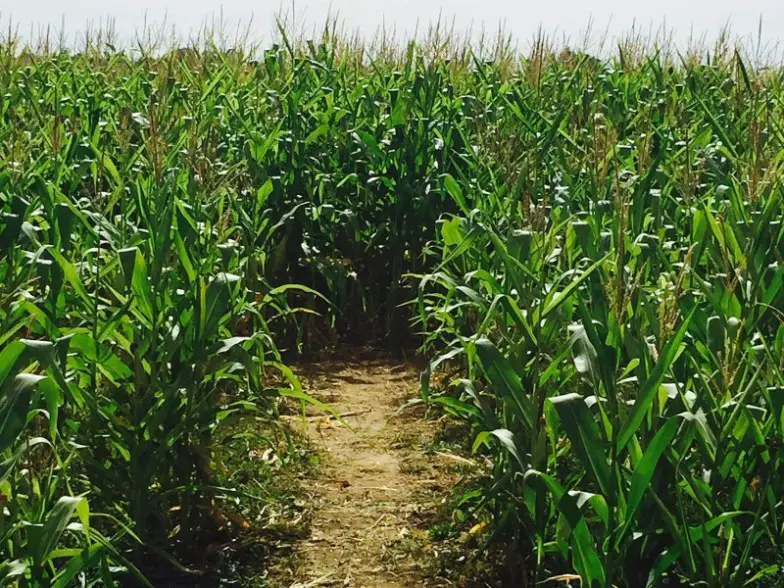Laberinto de maíz de Cottonwood Farms