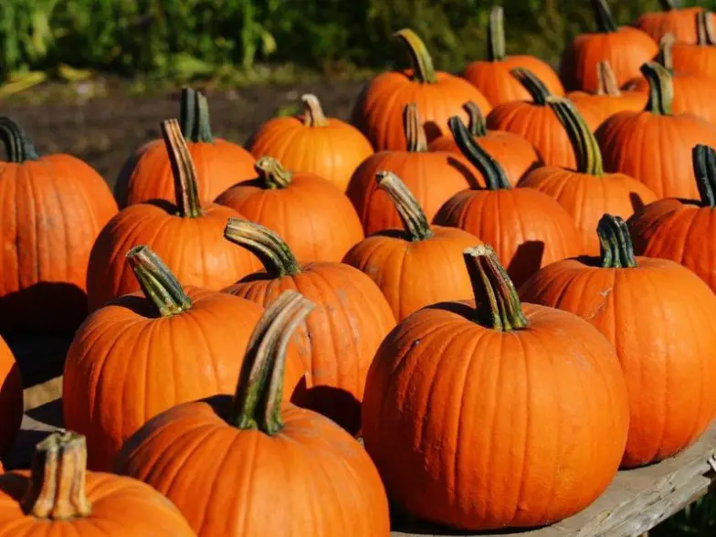 Huerto de calabazas de Colorado