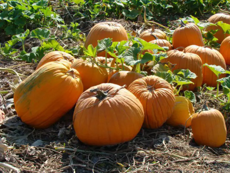 Huerto de calabazas de Studt