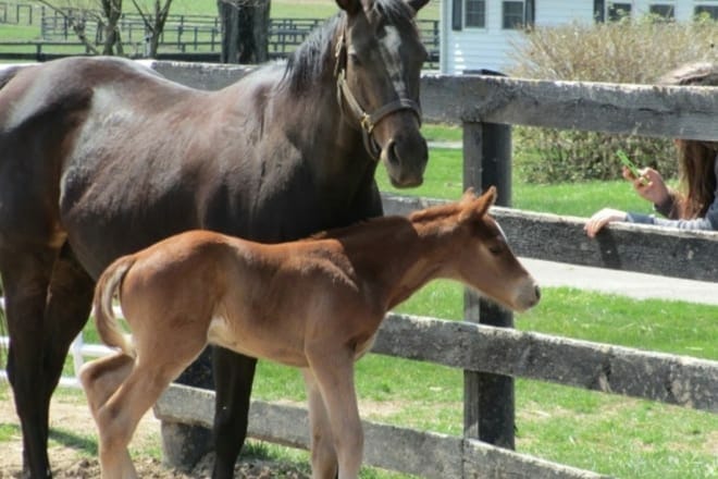 12 cosas divertidas para hacer en Kentucky con niños: ¡las mejores atracciones para toda la familia!