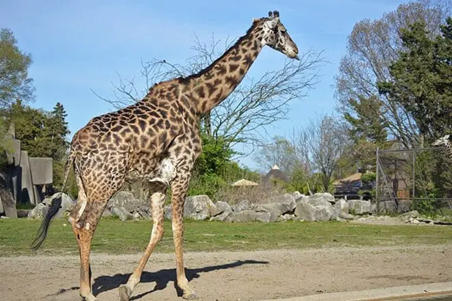 12 cosas divertidas para hacer en Louisville con niños: ¡actividades para toda la familia!