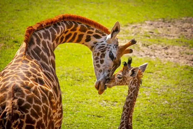 12 cosas divertidas para hacer en Melbourne, FL con niños: ¡actividades para toda la familia!