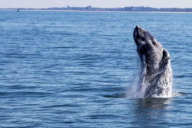 12 cosas divertidas para hacer en Nueva Jersey con niños: ¡las mejores atracciones para toda la familia!