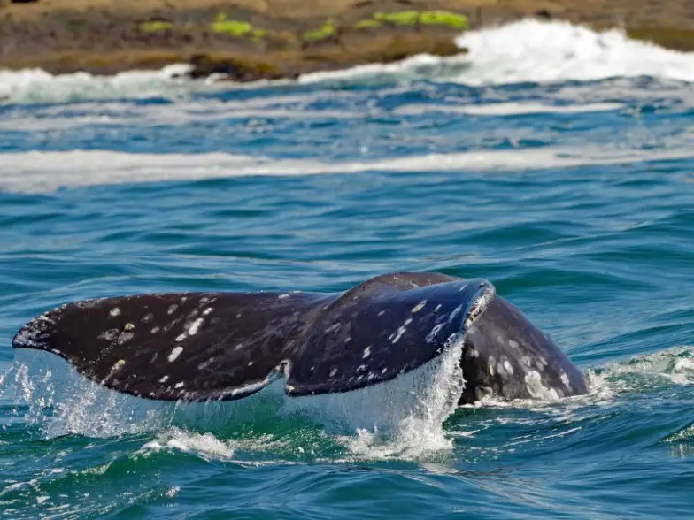 Una cola de ballena gris rompe el agua en un tour de avistamiento de ballenas frente a la costa de Oregón
