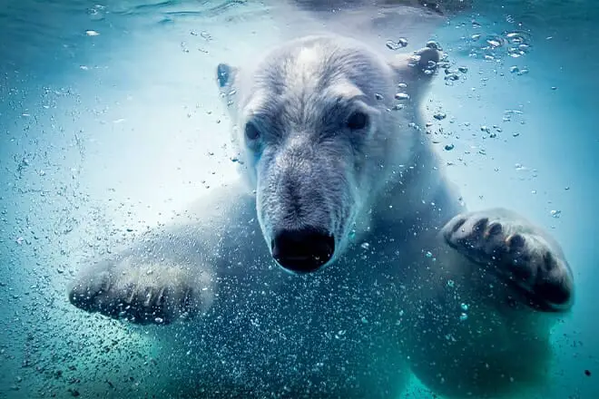 15 cosas divertidas para hacer en Buffalo, NY con niños: ¡actividades para toda la familia!