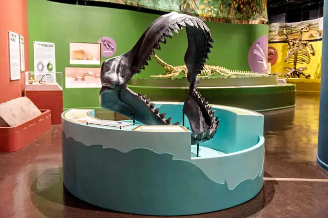 15 cosas divertidas para hacer en Charleston, SC con niños: ¡actividades para toda la familia!