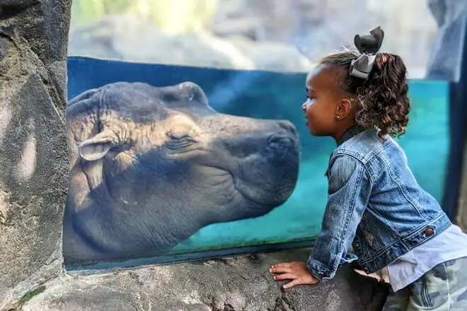 15 cosas divertidas para hacer en Cincinnati con niños: ¡actividades para toda la familia!