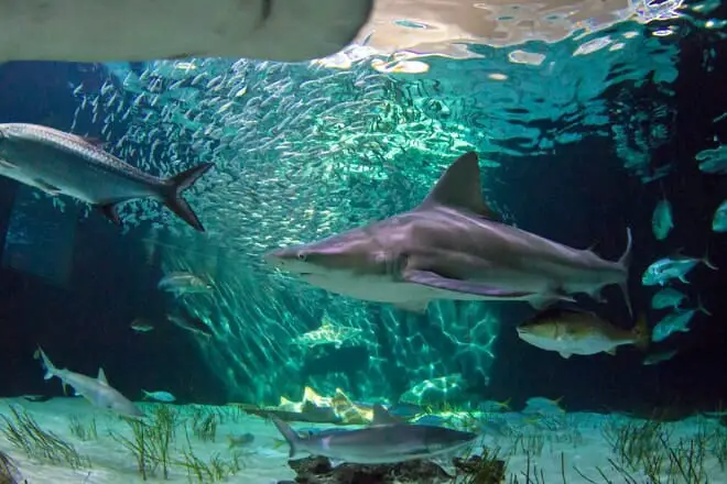 15 cosas divertidas para hacer en Sarasota con niños: ¡actividades para toda la familia!