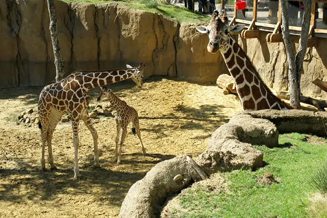 15 cosas que hacer en Dallas con niños pequeños: ¡actividades divertidas para niños pequeños!