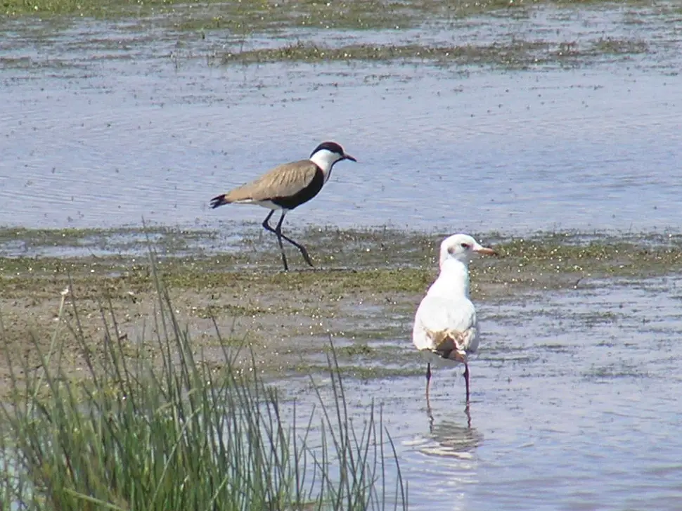 15 Mejores Cosas para hacer en Lesbos (Grecia)