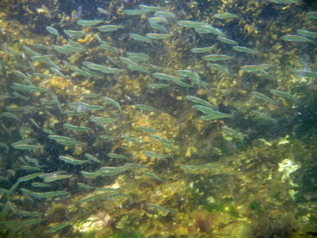 15 Mejores Cosas que Hacer en Ketchikan (AK)