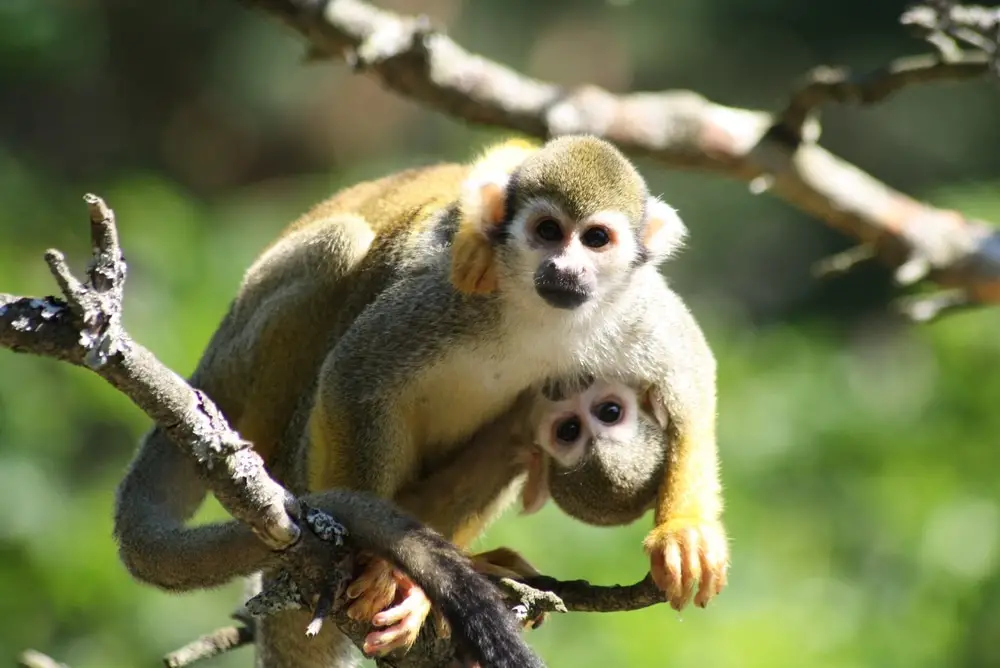 15 Mejores Cosas que Hacer en Kristiansand (Noruega)