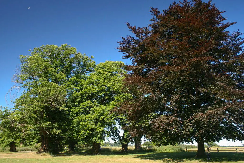 15 mejores cosas que hacer en Luton (Bedfordshire, Inglaterra)