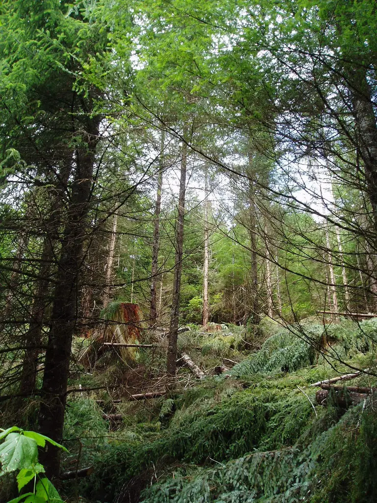 15 Mejores Cosas que Hacer en Sitka (AK)