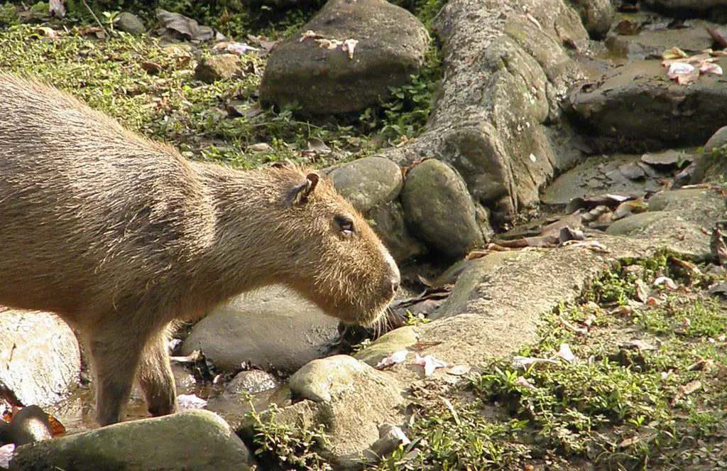 15 mejores cosas que hacer en Villavicencio (Colombia)