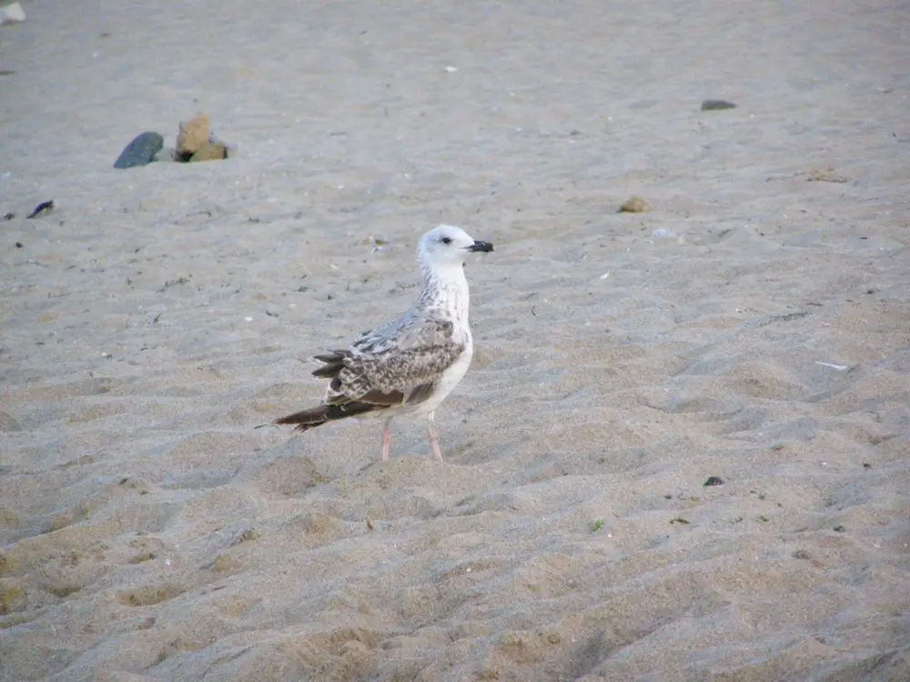 15 Mejores Playas en Tampa