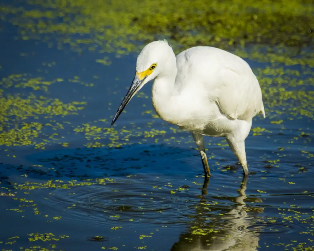 Crédito de la foto: Tomás (Flickr CC)