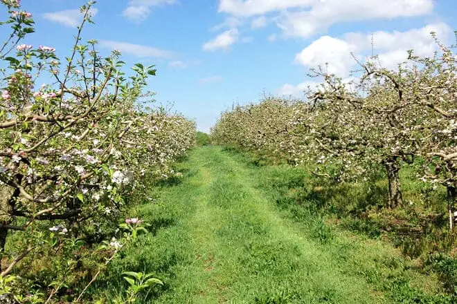 17 mejores cosas para hacer en Ellijay, GA: ¡las mejores actividades y lugares para ir!