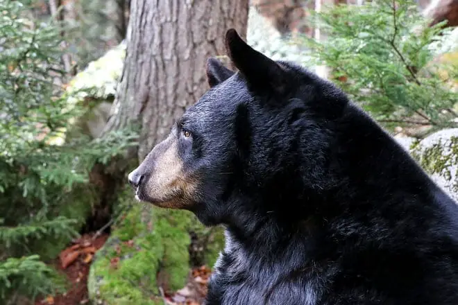 17 mejores cosas para hacer en Lincoln, NH: ¡las mejores actividades y lugares para ir!