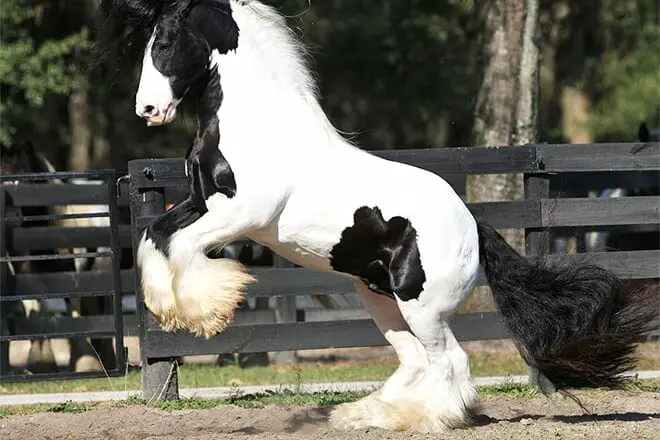 17 mejores cosas para hacer en Ocala, FL: ¡las mejores actividades y lugares para ir!