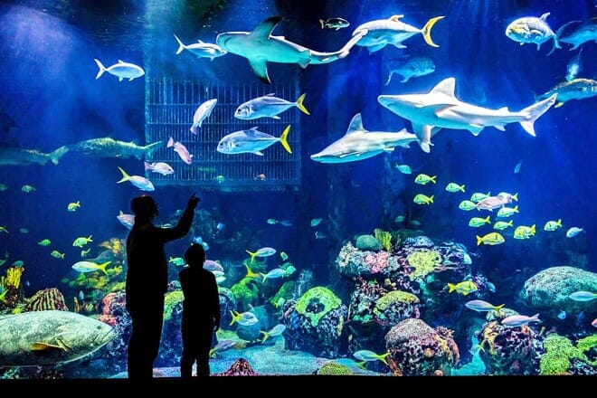 17 mejores cosas para hacer en Springfield, MO: ¡las mejores actividades y lugares para ir!