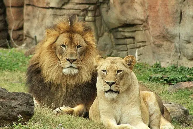 17 mejores cosas para hacer en Tyler, TX: ¡las mejores actividades y lugares para ir!