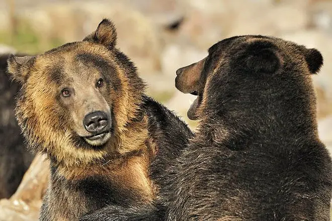 17 mejores cosas para hacer en West Yellowstone, MT: ¡las mejores actividades y lugares para ir!