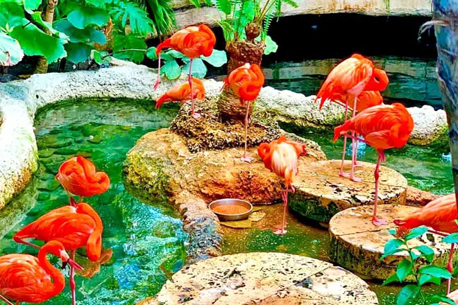 21 cosas divertidas para hacer en Dallas con niños: ¡las mejores atracciones para toda la familia!