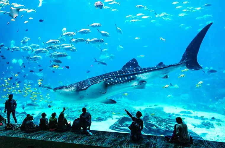 27 cosas divertidas para hacer con los niños en Atlanta: ¡las mejores atracciones para toda la familia!