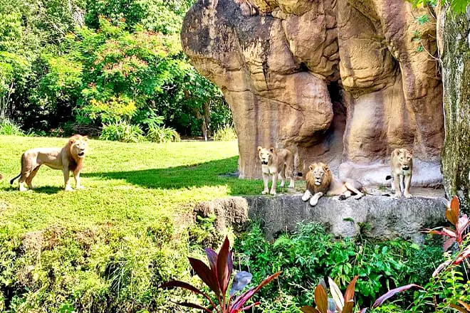 30 cosas divertidas para hacer en Miami con niños: ¡las mejores atracciones para toda la familia!