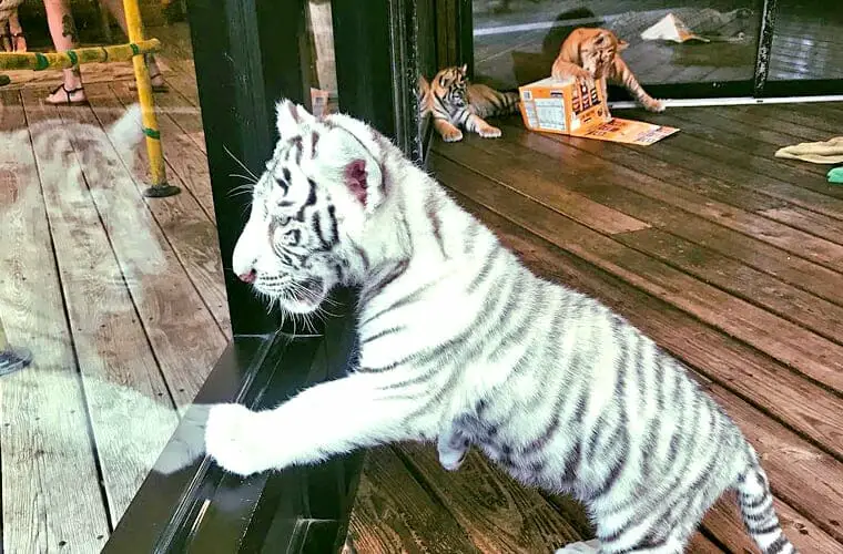 7 cosas gratis para hacer en Myrtle Beach con niños: las mejores atracciones para toda la familia