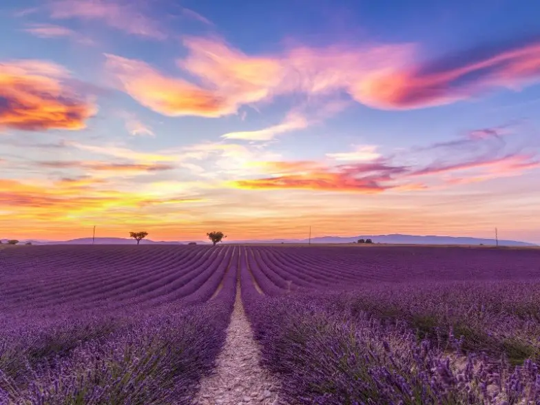 8 impresionantes campos y granjas de lavanda para visitar