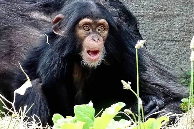 9 cosas divertidas para hacer cerca de Detroit, MI: ¡los mejores lugares para visitar cerca!