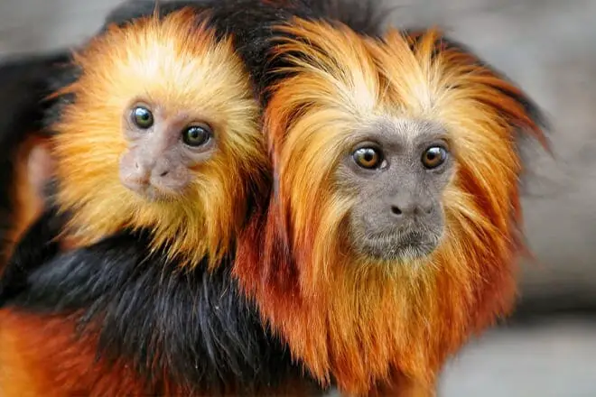 9 cosas divertidas para hacer cerca de Pigeon Forge, TN: ¡los mejores lugares para visitar cerca!