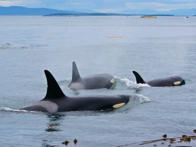 9 mejores cosas para hacer en la isla Orcas, Washington