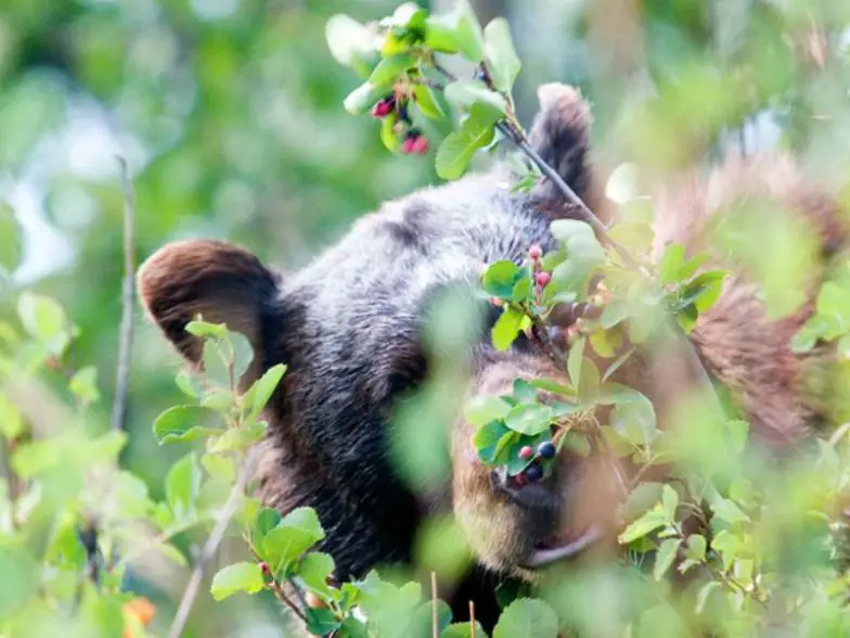 9 mejores maneras de experimentar la vida salvaje de Jackson Hole