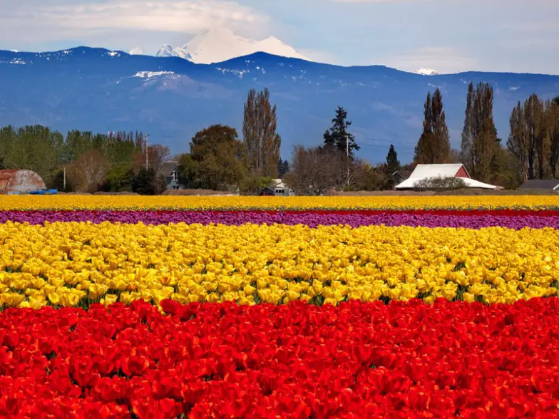 Experimentando el famoso festival de tulipanes de Skagit Valley en Washington