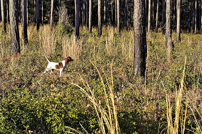 Las 10 mejores cosas para hacer en Moultrie, GA: ¡las mejores actividades y lugares para ir!