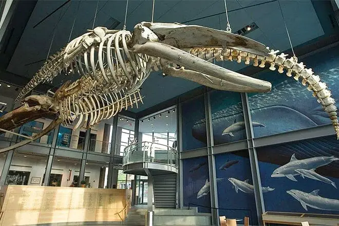 Las 10 mejores cosas para hacer en New Bedford, MA: ¡las mejores actividades y lugares para ir!