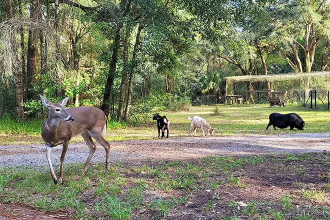 Las 10 mejores cosas para hacer en Spring Hill, FL: ¡las mejores actividades y lugares para ir!