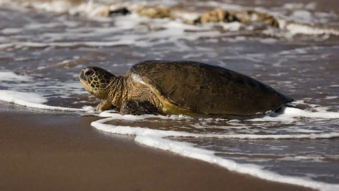 Las 10 mejores cosas para ver y hacer en la isla de Kauai