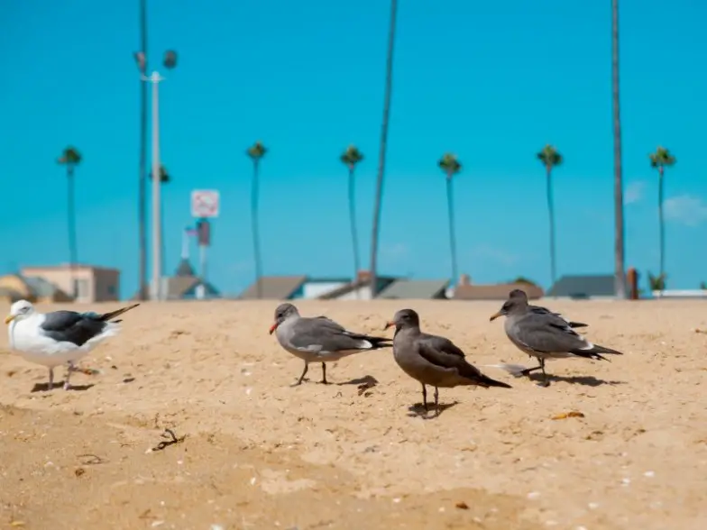 Las 10 mejores cosas que hacer en Long Beach, California