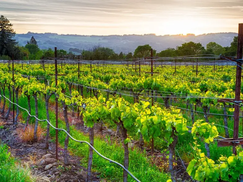 Las 10 mejores cosas que hacer en Sonoma, California