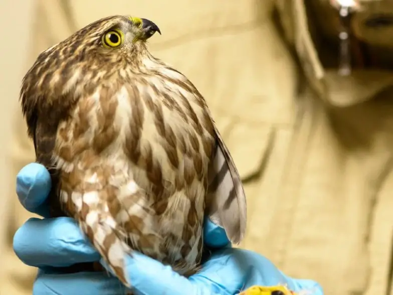 Las 10 mejores excursiones virtuales para niños atrapados en casa