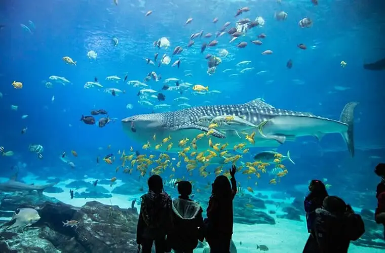 Las 11 mejores vacaciones familiares en Georgia: ¡que les encantan a todas las edades!