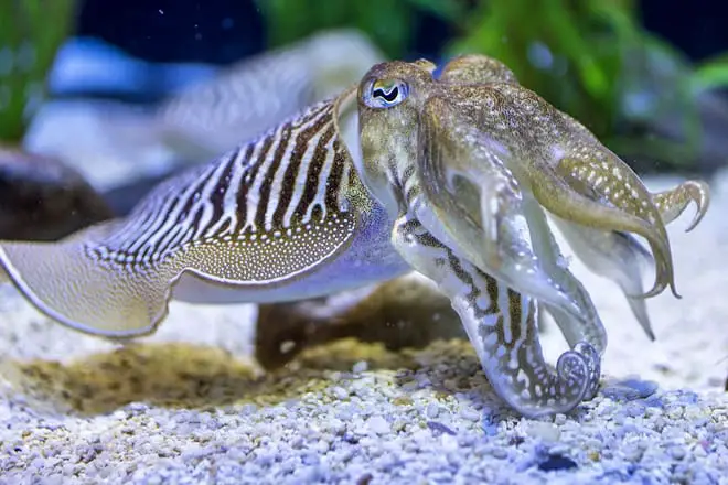 Las 12 atracciones principales de Gatlinburg: ¡los mejores lugares turísticos!